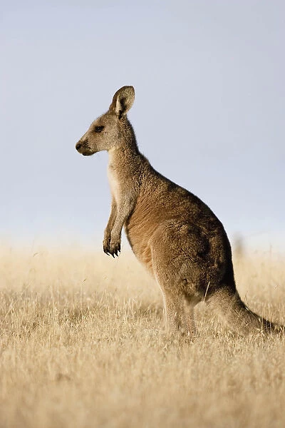 Eastern Grey Kangaroo or Forester Kangaroo (Macropus giganteus), portrait lateral view