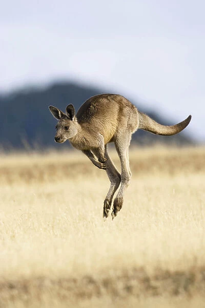 Eastern Grey Kangaroo or Forester Kangaroo (Macropus giganteus), Tasmania, Australia