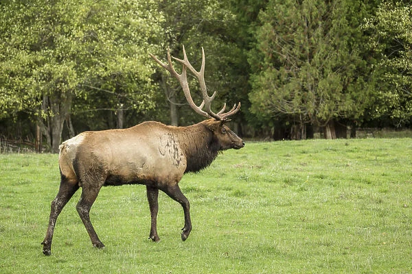 Eatonville, Washington State, USA. American elk bull walking in Northwest Trek Wildlife Park meadow