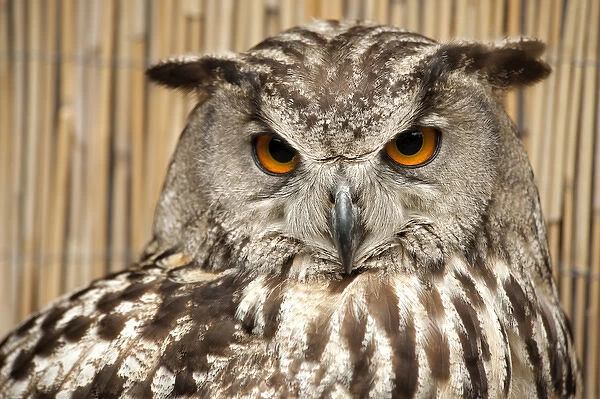 Horned Owl portrait