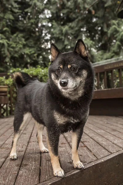 Issaquah, Washington State, USA. Portrait of a three year old Shiba Inu dog posing on a wooden deck