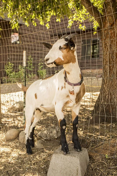 Leavenworth, Washington State, USA. Portrait of an Alpine dairy goat. (PR)