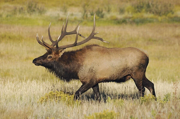 Male Elk Bugling: Moraine Park, Rocky Mountain National Park, Colorado, USA