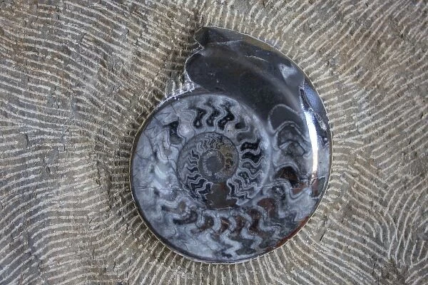 Morocco, fossil polishing and teatment, natulis spiral shell fossil