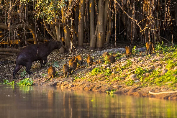 A mother capybara leads her group of baby capybara out of the water in front of a cayman in the Brazilian Pantanal