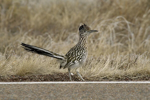 New Mexico, United States. State bird, the elusive roadrunner