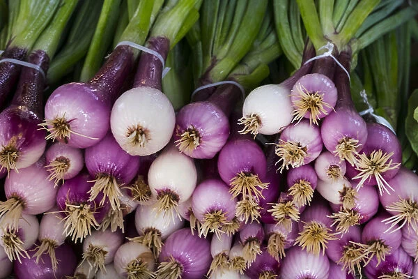 North America; USA; Georgia; Savannah; Fresh onions at Forsyth Market in downtown