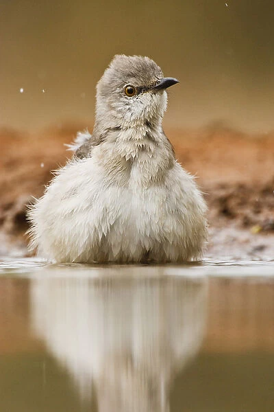 Northern Mockingbird (Mimus polyglottus) adult bathing in pond, Starr Co. Texas, USA