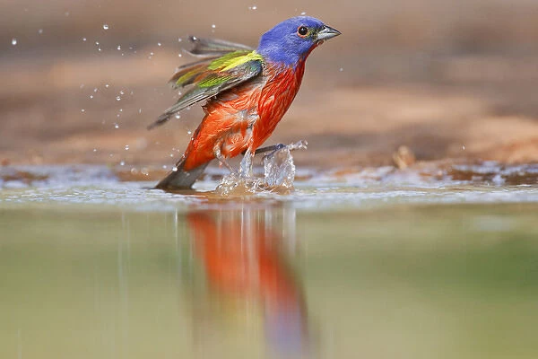 Painted Bunting (Passerina ciris) adult male at a south Texas pond