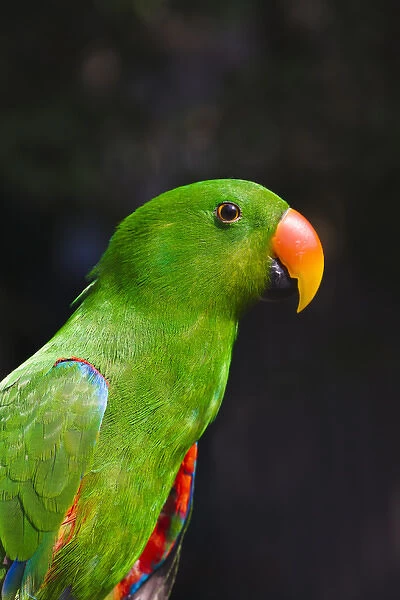 Parrot, Philippines