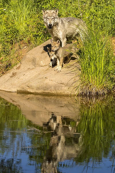 Pine County. Captive gray wolf and cubs. Credit as: Cathy and Gordon Illg  /  Jaynes