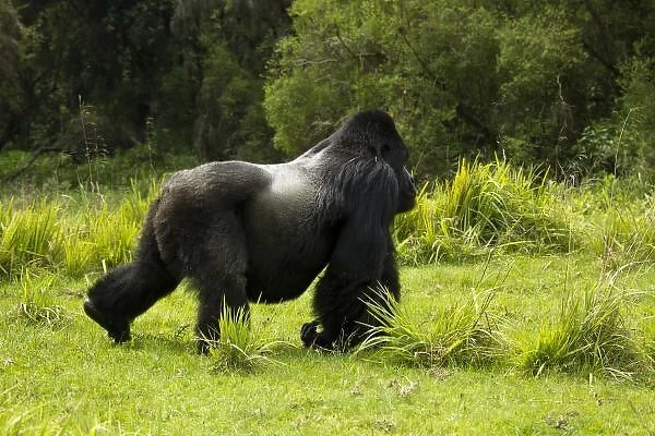 Rwanda, Volcanoes National Park. Mountain Gorillas (Gorilla beringei beringei) Sabyinyo