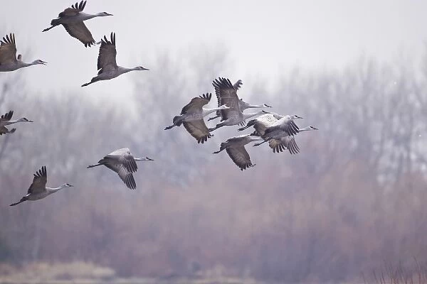 Sandhill cranes (Grus Canadensis) on the Platte River during spring migration near Kearney