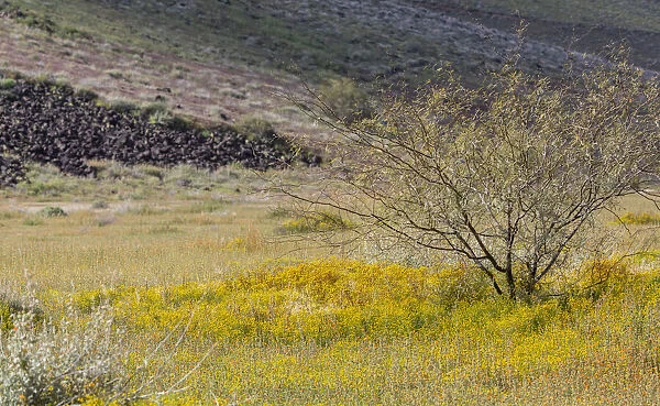 USA, Arizona. Wildflowers in field. Credit as: Wendy Kaveney  /  Jaynes Gallery  / 