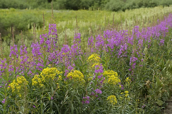 USA, Colorado, Gunnison National Forest. Springtime meadow with wildflowers