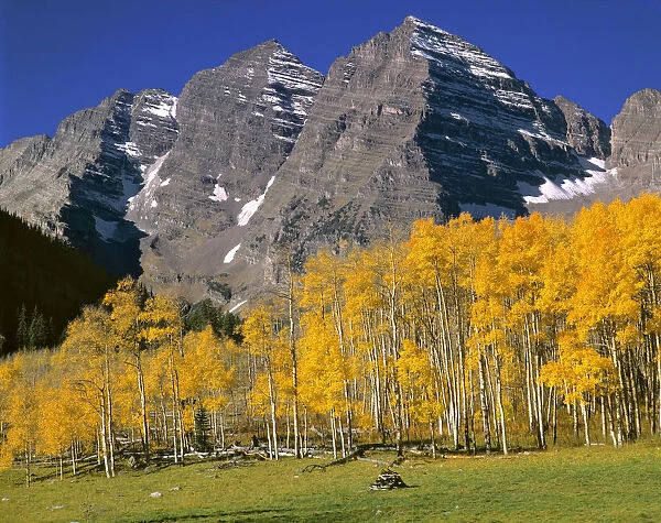 USA, Colorado, Maroon Bells. A golden aspen forest softens the stark, grey peaks of Maroon Bells