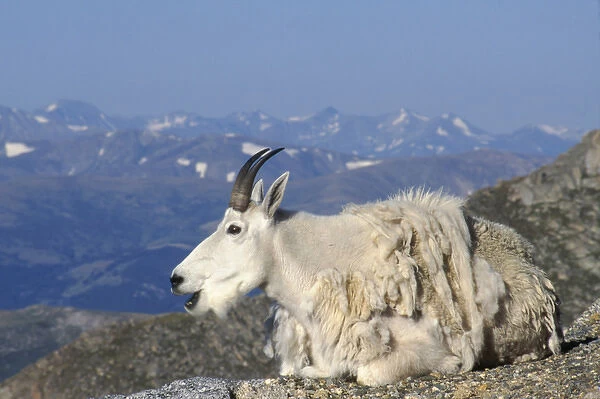 USA, Colorado, Mt. Evans, Mountain Goat (Oreamnus americanus) chewing its cud along