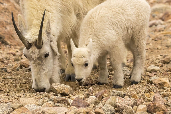 USA, Colorado, Mt. Evans. Mountain goat nanny and kid eating dirt for minerals. Credit as