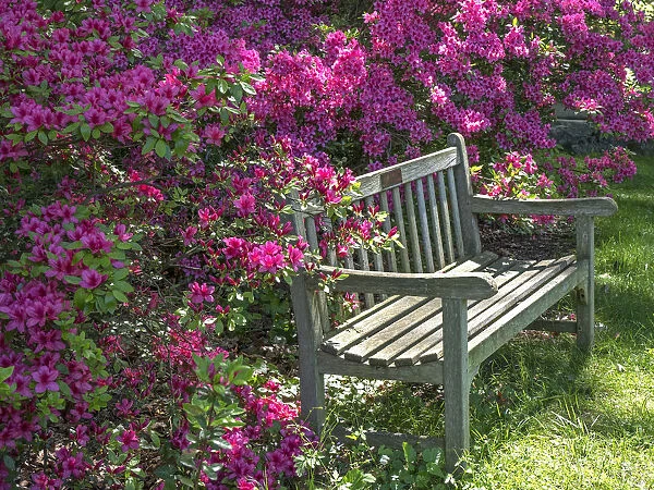 USA, Delaware. A dedication bench surrounded by pink azaleas in a garden