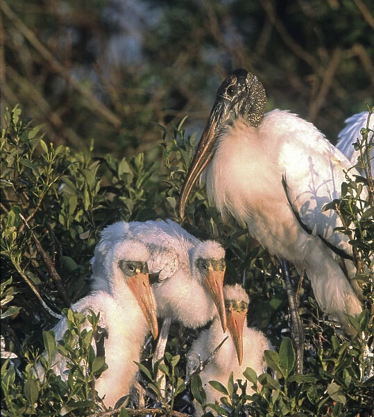USA, Florida, Everglades National Park. Wood stork parent and chicks on nest. Credit as