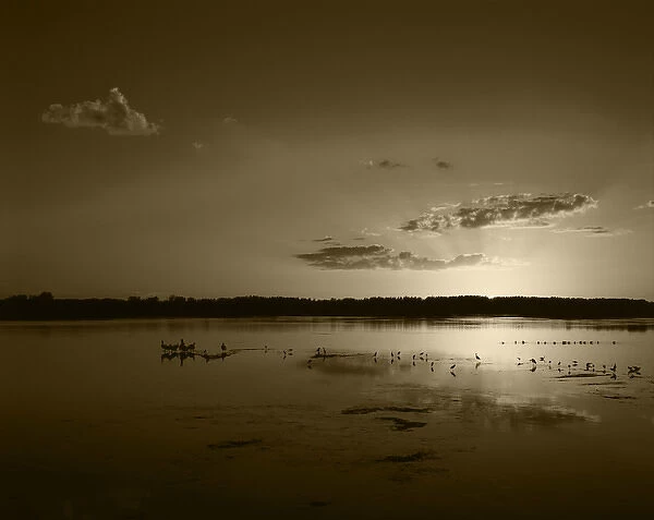 USA, Florida, J. N. Ding Darling National Wildlife Refuge, Birds in water at sunset