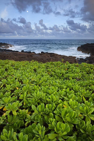 USA, Hawaii, Kauai, Poipu. Plants next to rocky coastline