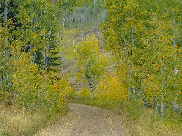 USA, Idaho, Highway 36 west of Liberty dirt road and Aspens in autumn