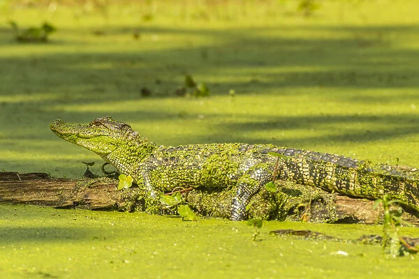 USA, Louisiana, Lake Martin. Alligator basking on log