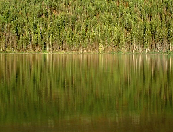 USA, Montana, Glacier National Park, Conifer forest reflects in Kintla Lake