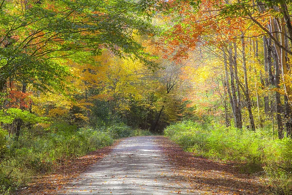 USA, New England, Maine, Wild River gravel road lined with Fall colored Birch