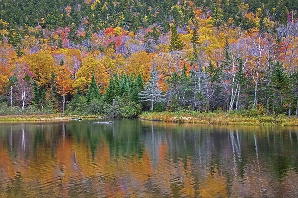 USA, New Hampshire, New England Fall colors reflected in the waters of the Saco River