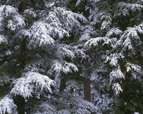 USA, Oregon, Crater Lake National Park. Winter snow clings to mountain hemlock trees
