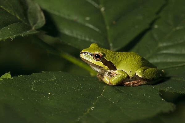 USA, Oregon, Eugene, West Eugene Wetlands, Pacific Green Tree Frog, (Pseudacris regilla)