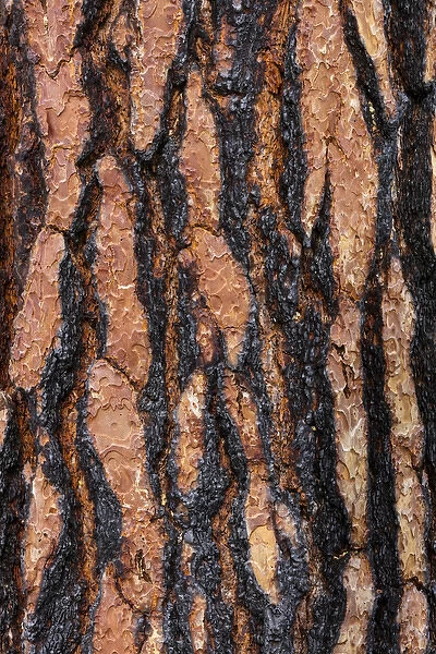 USA, Washington, Columbia River Gorge National Scenic Area. Ponderosa pine bark with fire scars