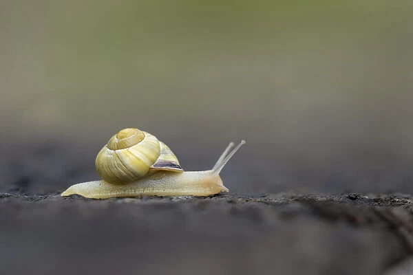 USA, Washington State. Grove Snail or Brown-lipped snail (Cepaea nemoralis)