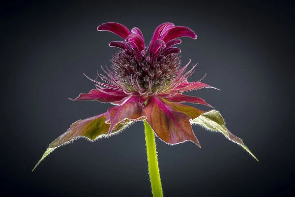 USA, Washington State, Seabeck. Bee balm flower close-up