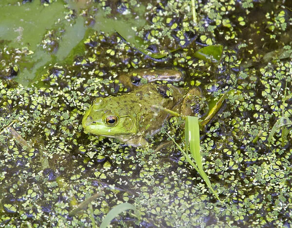 WA, Juanita Bay Wetland, Bullfrog, female (Rana catesbeiana)