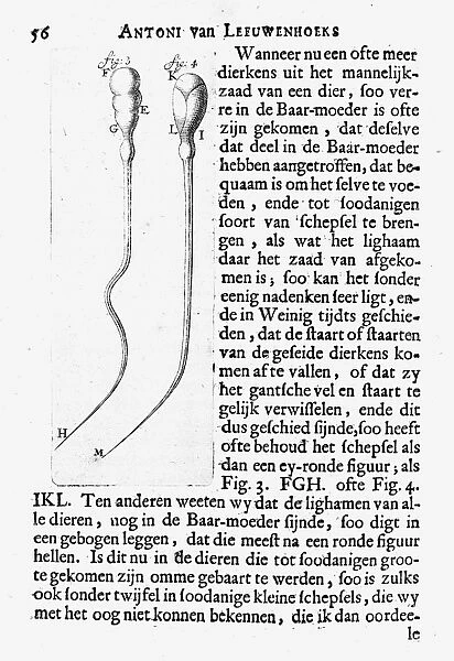 (1632-1723). Dutch naturalist. Live and dead spermatozoon of a dog as observed by Leeuwenhoek, c1673, in his single-lens microscope which had a magnification factor of about 200