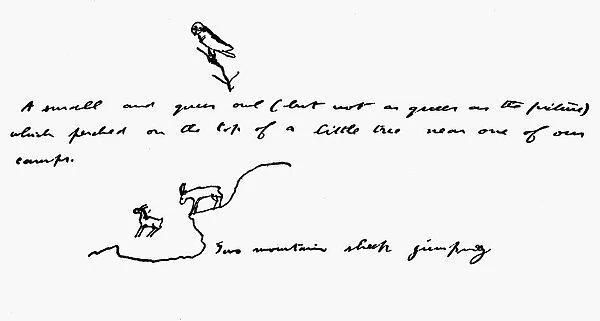 (1858-1919). 26th President of the United States. Excerpt (undated) from his journal, with drawings of an owl and two mountain sheep
