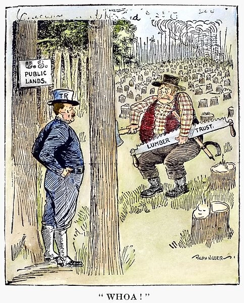 (1858-1919). 26th President of the United States. American cartoon on President Roosevelts order reserving the public timber and coal lands, c1906