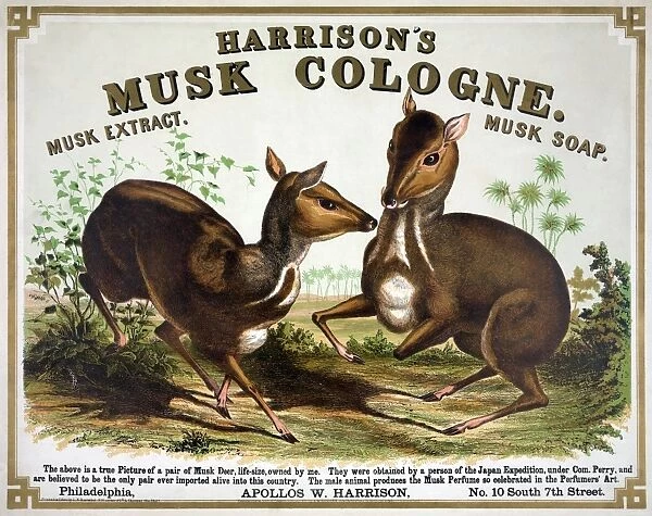AD: COLOGNE, c1857. Advertisement for Harrisons musk cologne. Lithograph, c1857