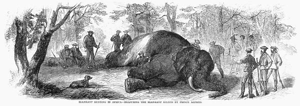 AFRICA: HUNTING, 1867. Elephant Hunting in Africa - Measuring the Elephant Killed