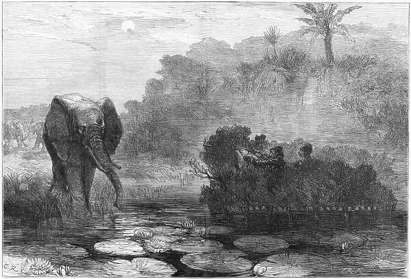 AFRICA: HUNTING, 1877. African Elephant-Shooting by Moonlight. Engraving, English