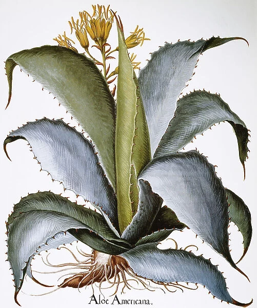 AGAVE, 1613. Agave americana: colored engraving from Basilius Beslers Hortus Eystettensis (Altdorf, 1613)