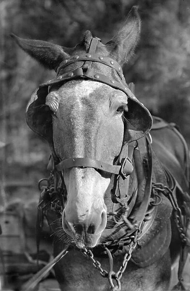 ALABAMA: MULE, c1936. A work mule with harness in Hale County, Albama
