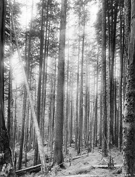 ALASKA: FOREST, c1910. A spruce forest in Alaska. Photograph, c1910
