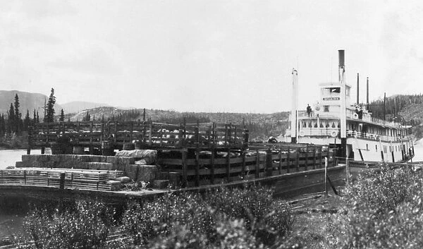 ALASKA: RIVERBOAT. A steamboat towing a barge of cattle, Yukon River, Alaska