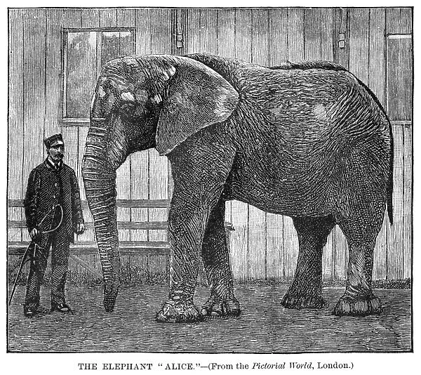 ALICE THE ELEPHANT, 1886. Alice, the elephant, a companion of Jumbo, in London