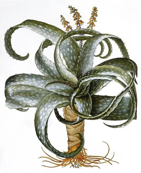 ALOE BARBADENSIS, 1613. Aloe barbadensis. Engraving from Basilius Beslers Hortus Eystettensis