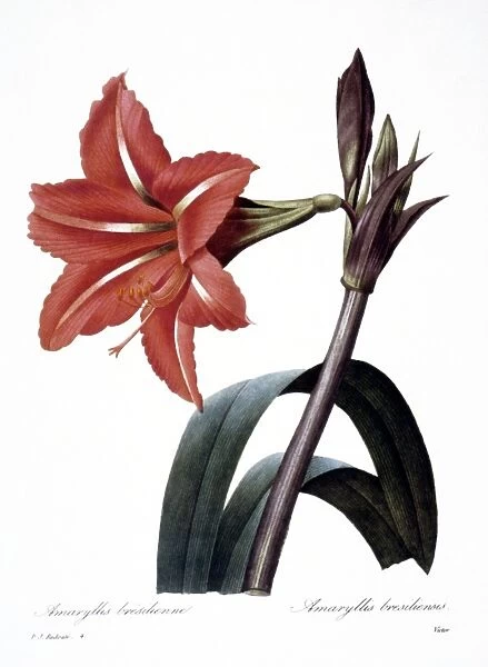 AMARYLLIS (Hippeastrum brasilliensis?). Engraving after painting, 1833, by P. J. Redoute